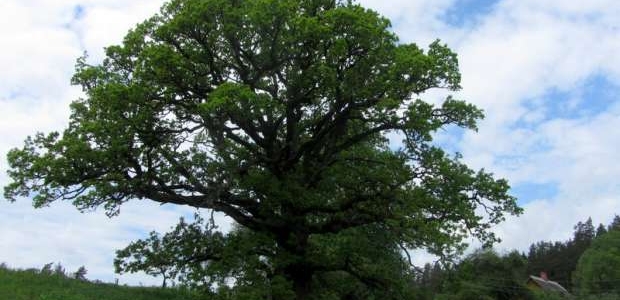 <p>Netālu no Kvēpenes pilskalna, pie Kvēpeņu mājām dārza stūrī atrodas Upuru ozols, pie kura senlaikos esot upurēts un ziedota nauda.</p>